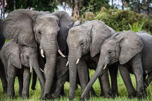 Gaspard Koenig imagine, le temps d'une chronique, le débarquement de milliers d'éléphants du Botswana sur le sol européen.