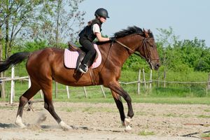 L'équitation est l'un des sports le plus pratiqués par les habitants des Yvelines, avec 7,5 % des licences en 2022.
