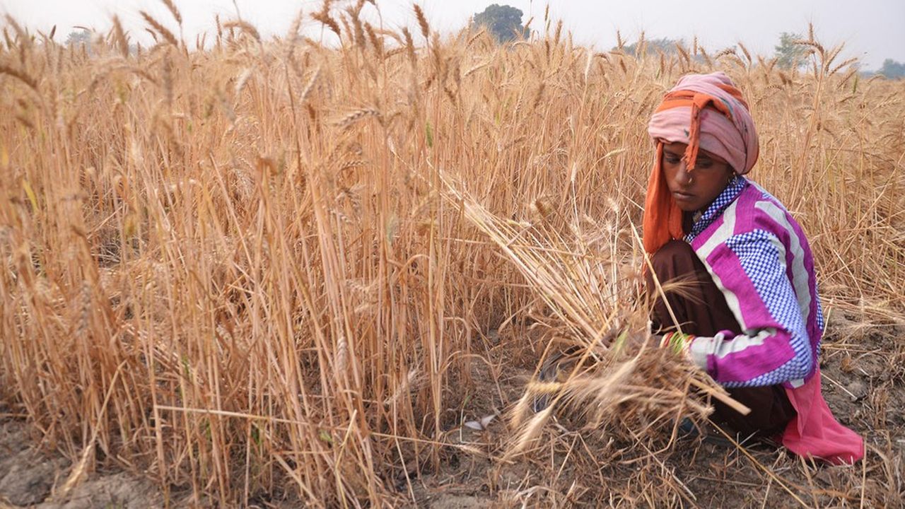 Faute d'emplois, de nombreux jeunes Indiens vont travailler dans les champs à la journée, comme ici dans les environs de Mathura, en Uttar Pradesh. A la fin de l'année 2023, le chômage chez les 20-24 ans a atteint 45 %.