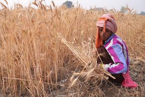Faute d'emplois, de nombreux jeunes Indiens vont travailler dans les champs à la journée, comme ici dans les environs de Mathura, en Uttar Pradesh. A la fin de l'année 2023, le chômage chez les 20-24 ans a atteint 45 %.