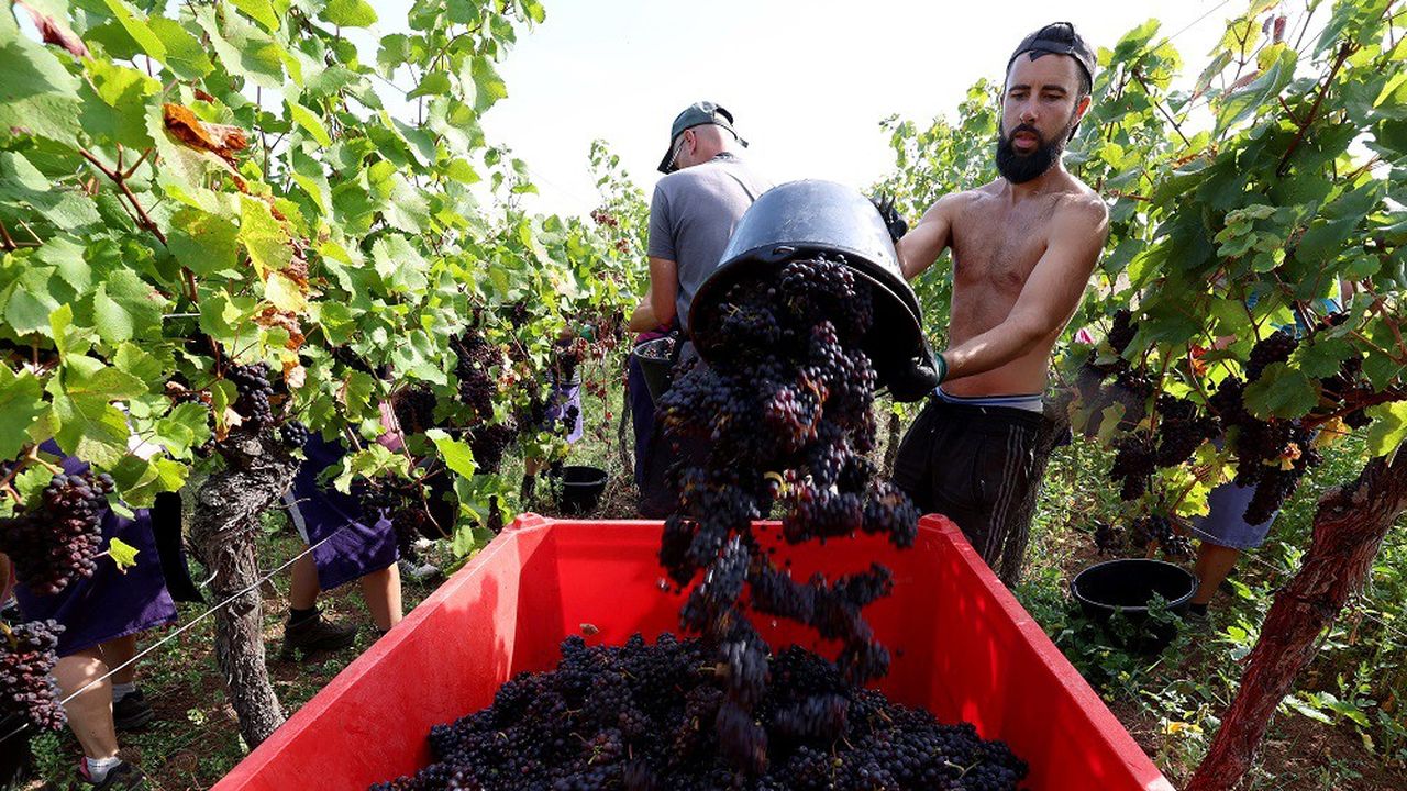 Avec 48 millions d'hectolitres, en 2023, la France est le premier producteur de vin au monde.