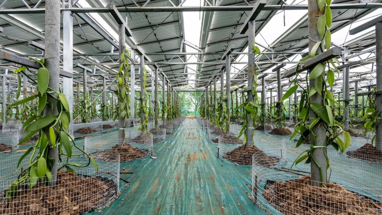 Les panneaux ombragent 75 % de la plantation, pour recréer les conditions de luminosité d'un sous-bois tropical où s'épanouissent habituellement les plants de vanille.