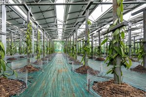 Les panneaux ombragent 75 % de la plantation, pour recréer les conditions de luminosité d'un sous-bois tropical où s'épanouissent habituellement les plants de vanille.