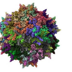 Les virus adéno-associés ou AAV, sont des petits virus à ADN, non pathogènes, très attractifs comme vecteur de transfert de gènes, au fort potentiel thérapeutique.