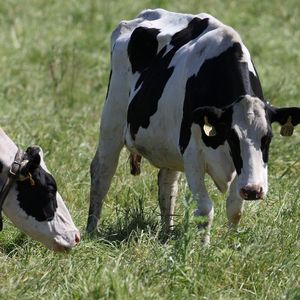 Des vaches dans une exploitation laitière de Californie, fin avril.