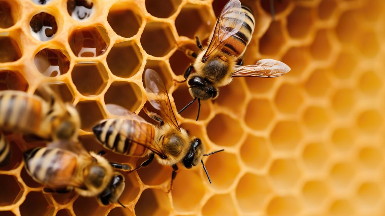 « Une forme de culture semble exister chez des abeilles, mais les premiers artefacts de cette culture s'enracinent dans l'environnement, et non dans des interactions sociales » s'enthousiasme Etienne Grass.