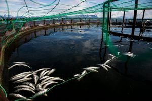 Des saumons morts flottant dans l'eau une ferme piscicole norvégienne.