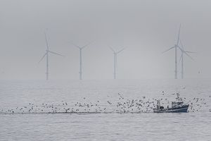 Parc éolien offshore d'EDF au large de Saint-Nazaire, un chalutier remonte ses filets au large du champ