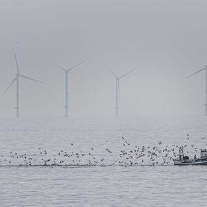 Parc éolien offshore d'EDF au large de Saint-Nazaire, un chalutier remonte ses filets au large du champ.