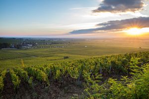 En 2025, les climats de Bourgogne célébreront le dixième anniversaire de leur inscription au patrimoine mondial de l'Unesco.