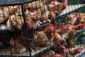 Aucune législation européenne ne régit actuellement « les allégations ou l'étiquetage en matière de bien-être animal », explique l'Anses dans son avis.