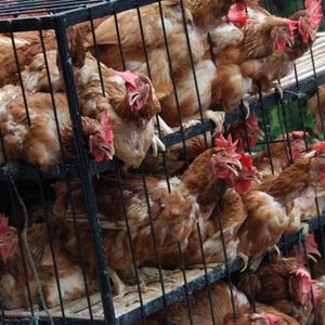 Aucune législation européenne ne régit actuellement « les allégations ou l'étiquetage en matière de bien-être animal », explique l'Anses dans son avis.