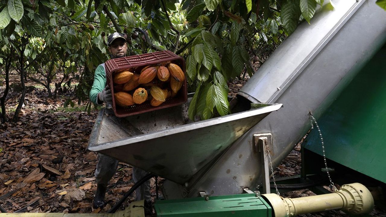 Le manque de liquidité sur le marché du cacao est à l'origine d'une volatilité inédite.