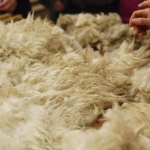 La laine est produite en abondance en Nouvelle-Aquitaine.