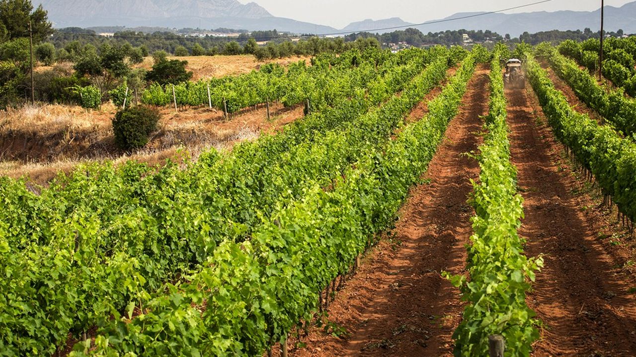 Le vignoble de Penedès dans les terres catalanes souffre de la sécheresse.