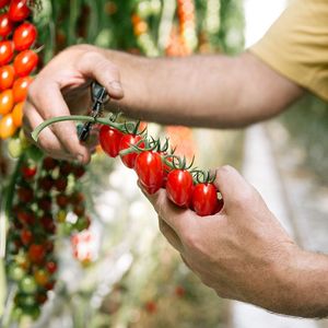 Les ménages français ont consommé 14 kg de tomates en moyenne en 2023.