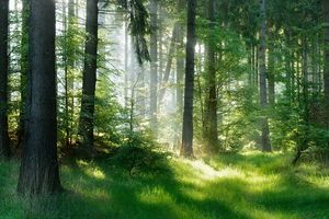 « Pour continuer à répondre aux divers besoins de la société, les forêts ont besoin de nos interventions pour s'adapter aux climats futurs. »