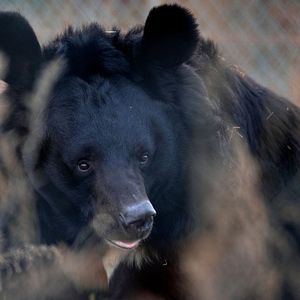 L'ours Yampil, miraculé des bombardements à Donetsk a été pris en charge par le White Rock Bear Shelter à Kiev.