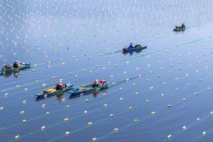 Elevage de moules perlières en Chine. Ces fermes géantes peuvent cultiver jusqu'à 5 millions de moules.
