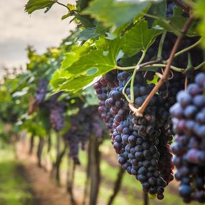 Divineo travaille avec six couples viticulteurs-vignerons.