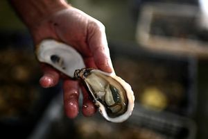 Avec la chaleur l'été dans les claires, le taux de mortalité des huîtres de l'IGP Marennes Oléron peut monter jusqu'à 20 %. 