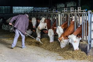 L'alimentation animale pèse lourd dans les comptes des éleveurs surtout depuis la guerre en Ukraine, avec l'envolée des prix.