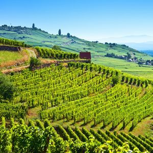 Entre le luxe et l'aéronautique, le secteur des vins et spiritueux représente le deuxième poste de l'excédent commercial de la France.