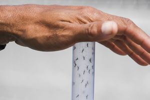 Ixchiq devrait bientôt changer la donne face au moustique tigre (Aedes albopictus).