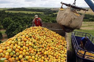Au Brésil la récolte d'oranges est attendue en baisse de 25 %.