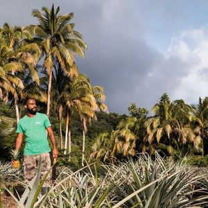 Martinique, Le Morne Rouge, champ d'ananas et récolte avec Andre-Judes Cadasse.