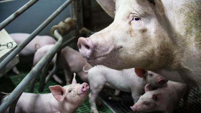 Pourquoi la Chine est un débouché bonus pour les éleveurs de porc français