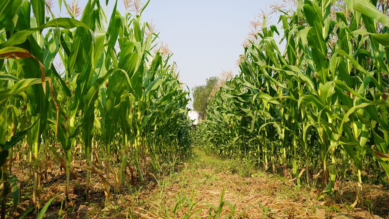 A Méréville, une parcelle de maïs teste une nouvelle solution répulsive contre les dégâts des corbeaux sur le maïs.