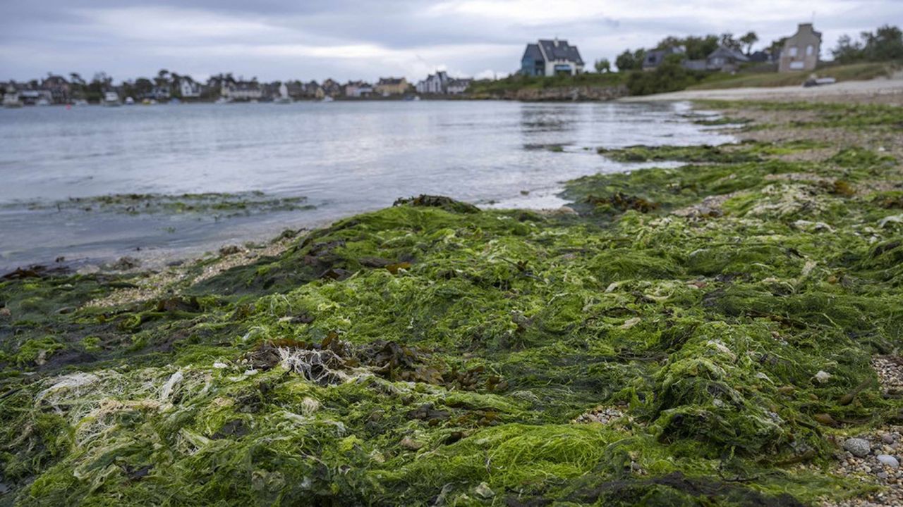 Fin juin, 1.840 tonnes d'algues vertes ont été collectées dans la baie de Saint-Brieuc.