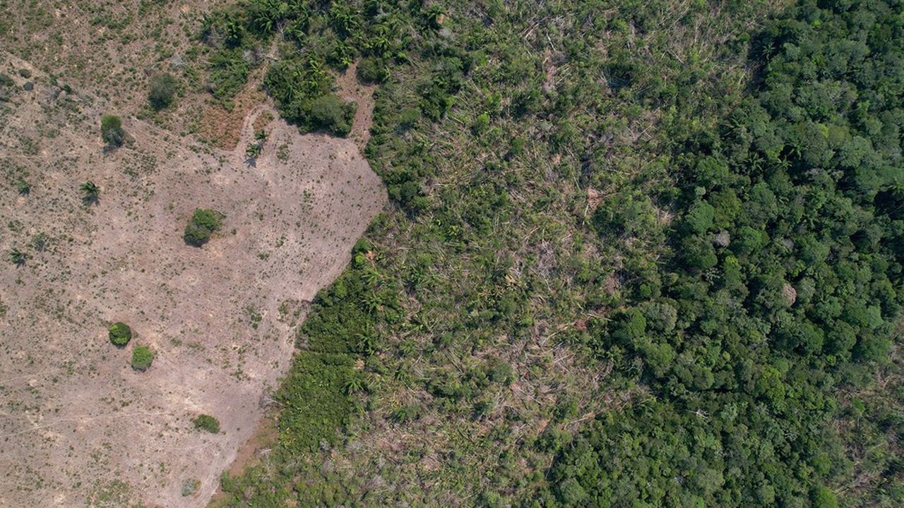 La déforestation de l'Amazonie brésilienne repart à la hausse pour la première fois en 15 mois