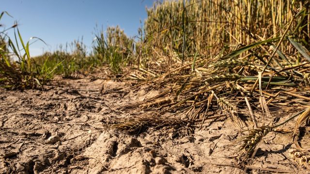 Mauvaise moisson : la FNSEA réclame des aides plus exceptionnelles au gouvernement