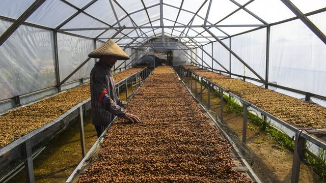 Pourquoi la demande de robusta résiste malgré l'envolée des cours