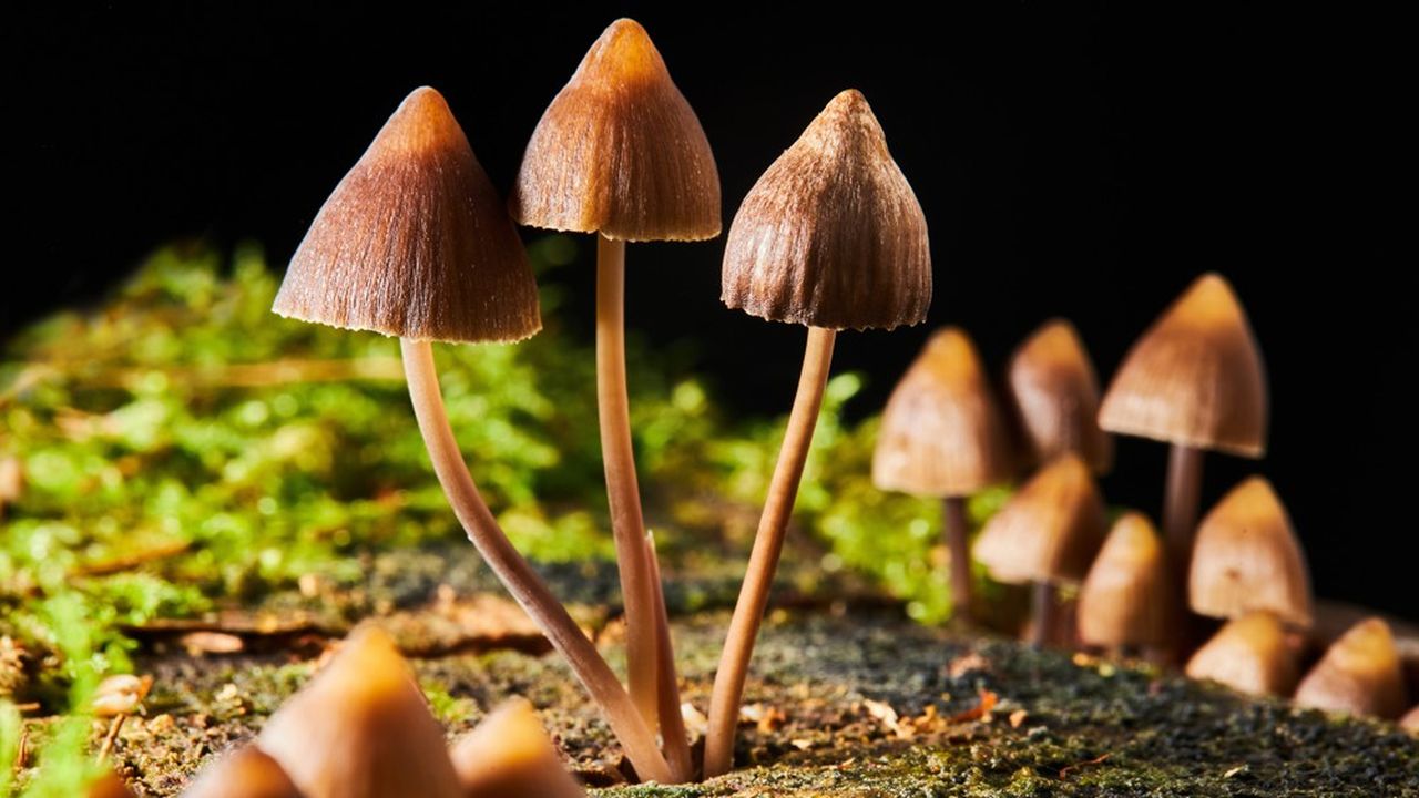 Psychedelics are bringing a breath of fresh air to the pharmacopoeia