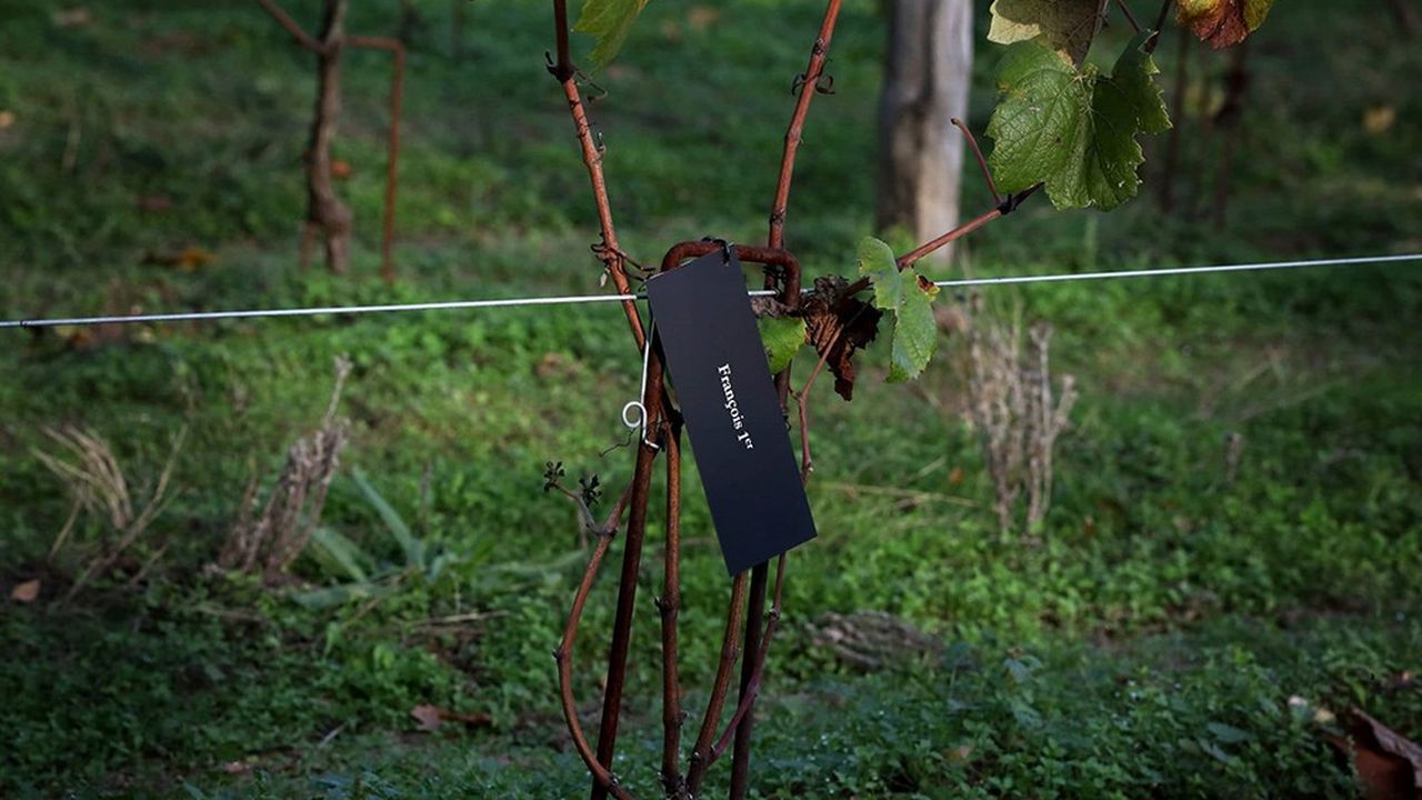 Le parc du château étant classé Natura 2000, toutes les activités agricoles - dont un jardin potager de 5 hectares - sont menées en agriculture biologique pour préserver l'environnement. 