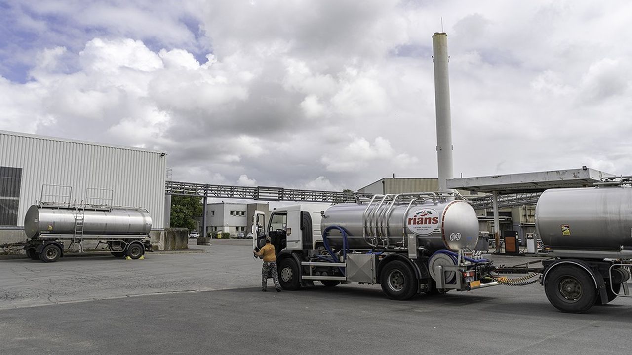 Sur le site des Laiteries H. Triballat, à Rians, une noria quotidienne de camions livre le lait de vache et de chèvre acheté à des éleveurs indépendants.