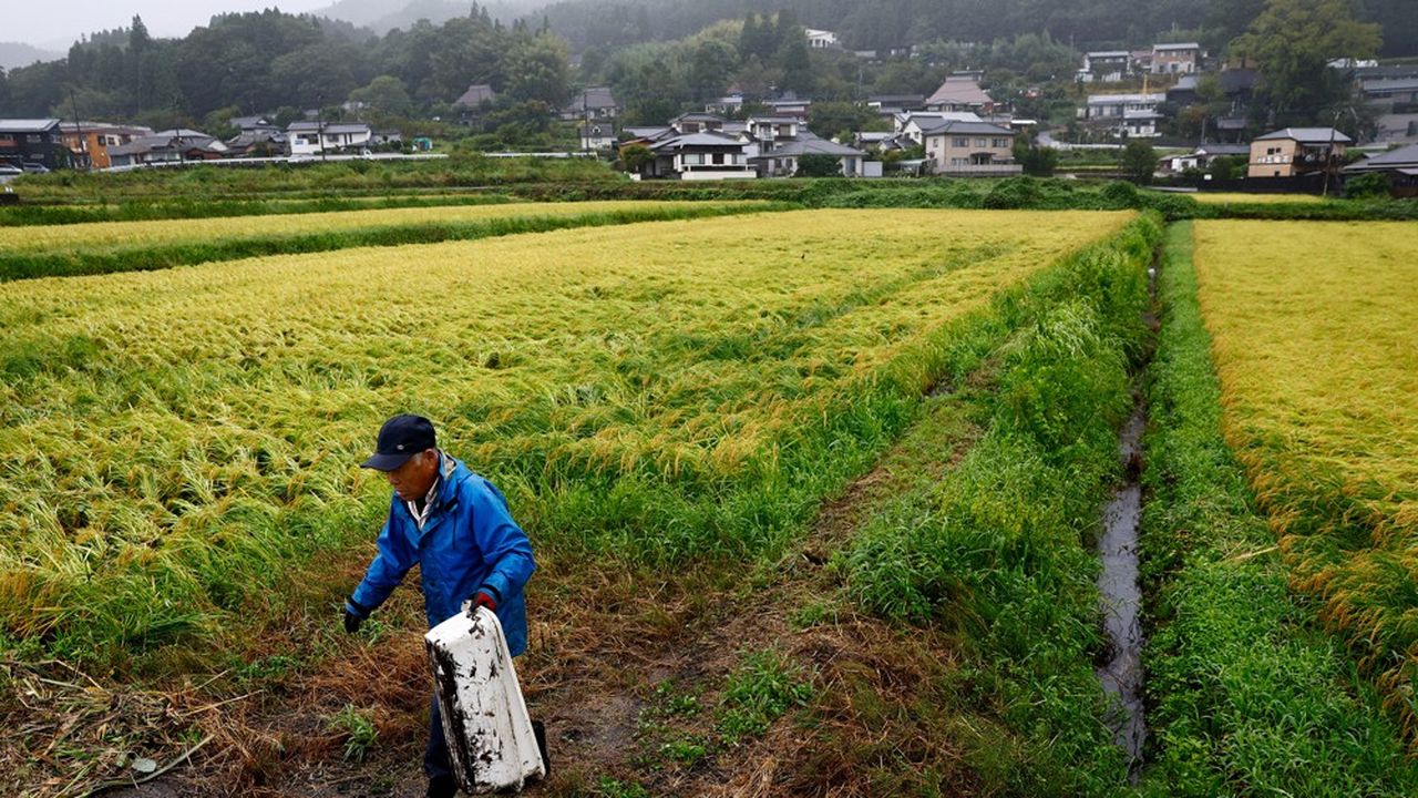 How Japan Sentenced Itself to a Rice Shortage