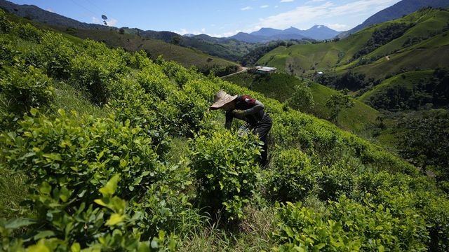 Cocaïne, la narco-monnaie dans l'ombre du peso colombien