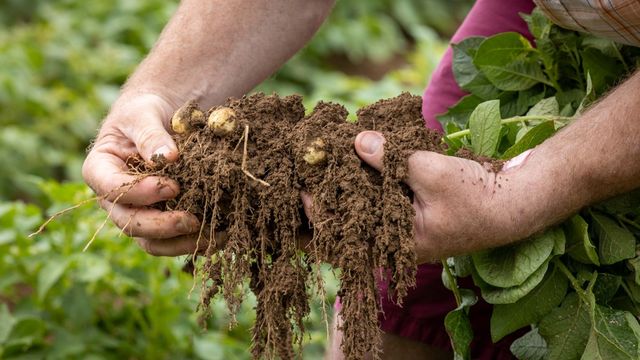 Météo, maladies : comment la « patate du futur » va sauver les récoltes