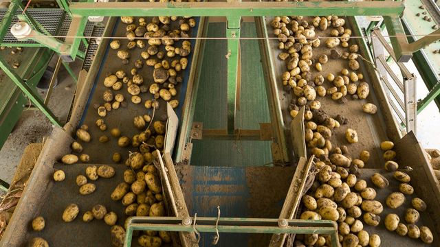 La France surfe sur l'explosion de la demande de pommes de terre dans le monde