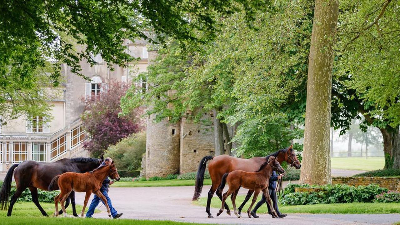 L'élevage français de pur-sang en majesté au Prix de l'Arc de Triomphe