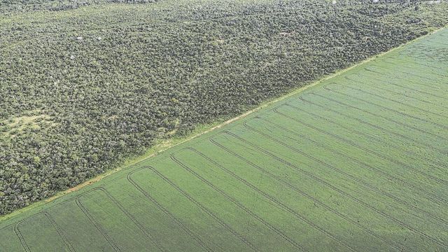 Le report de la loi sur la déforestation provoque une forte détente des cours des produits agricoles