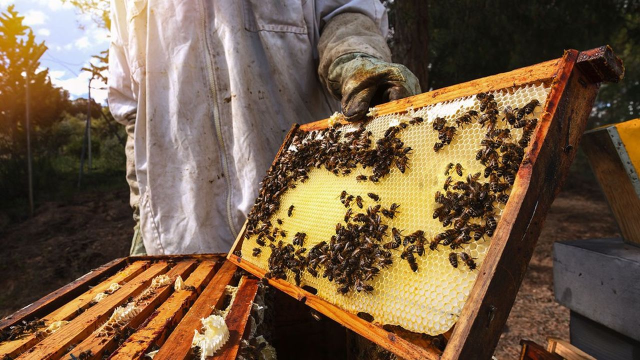 Biodiversité : « Les populations d'espèces sauvages s'effondrent à un rythme jamais observé »