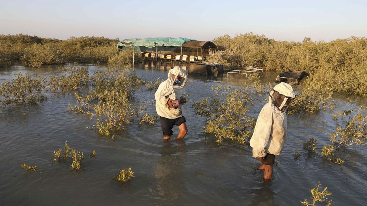 COP 29 : un accord pour reprendre en main le marché des crédits carbone