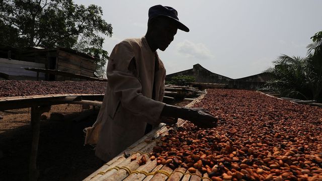 Pourquoi les cours du cacao s'envolent